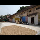 Ingwer wird getrocknet, im Hintergrund Teekisten